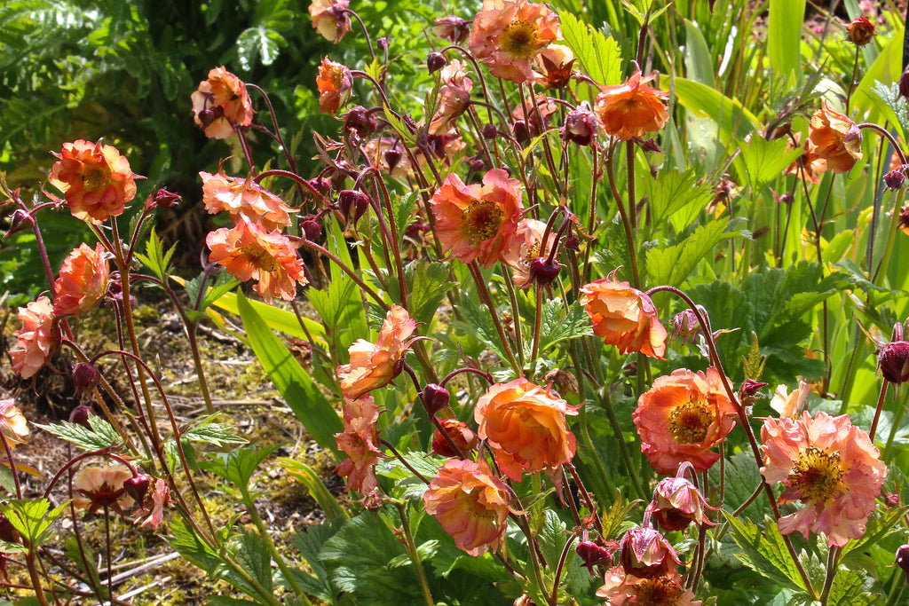 Geum Mai Tai Ballyrobert Gardens geum-mai-tai-ballyrobert-gardens