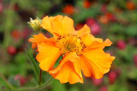 Geum 'Mandarin'