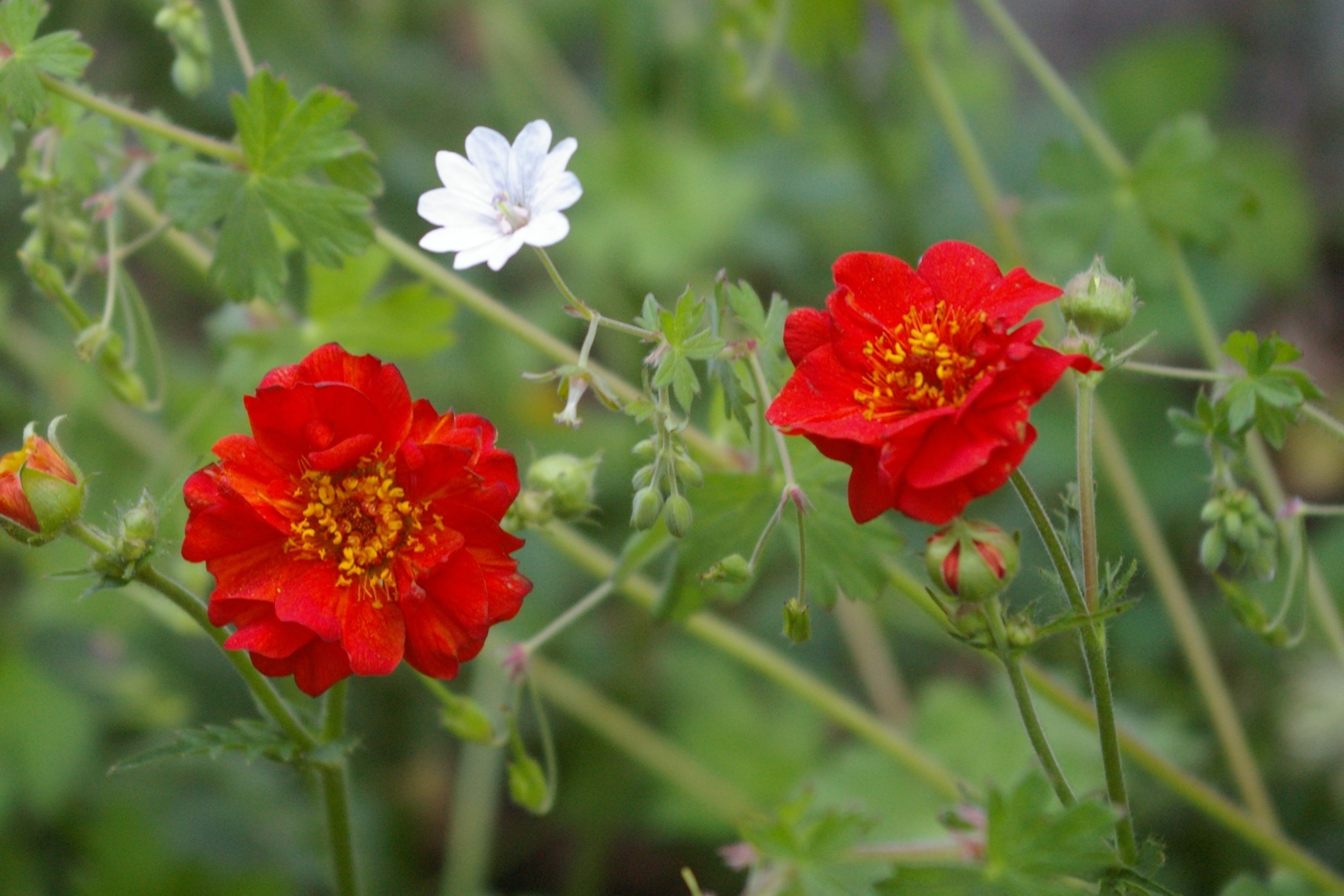 Geum 'Mrs J. Bradshaw' (d) – Ballyrobert Gardens