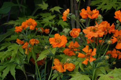 Geum 'Prinses Juliana'