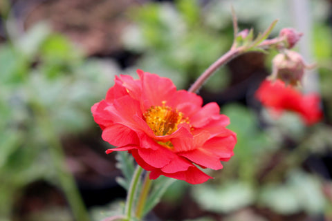 Geum 'Rubin'