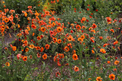 Geum 'Totally Tangerine'