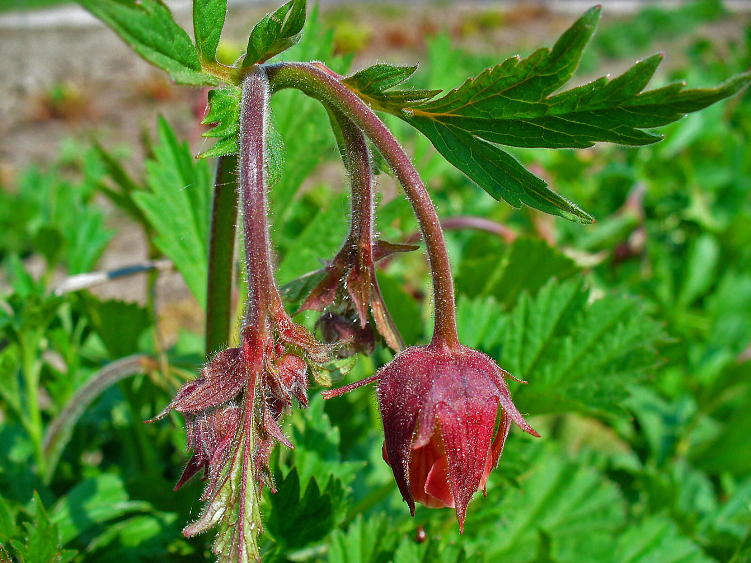 Geum rivale – Ballyrobert Gardens