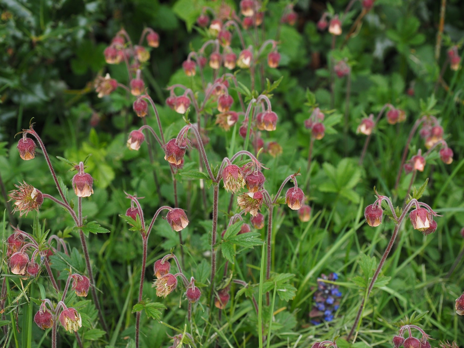 Geum rivale – Ballyrobert Gardens