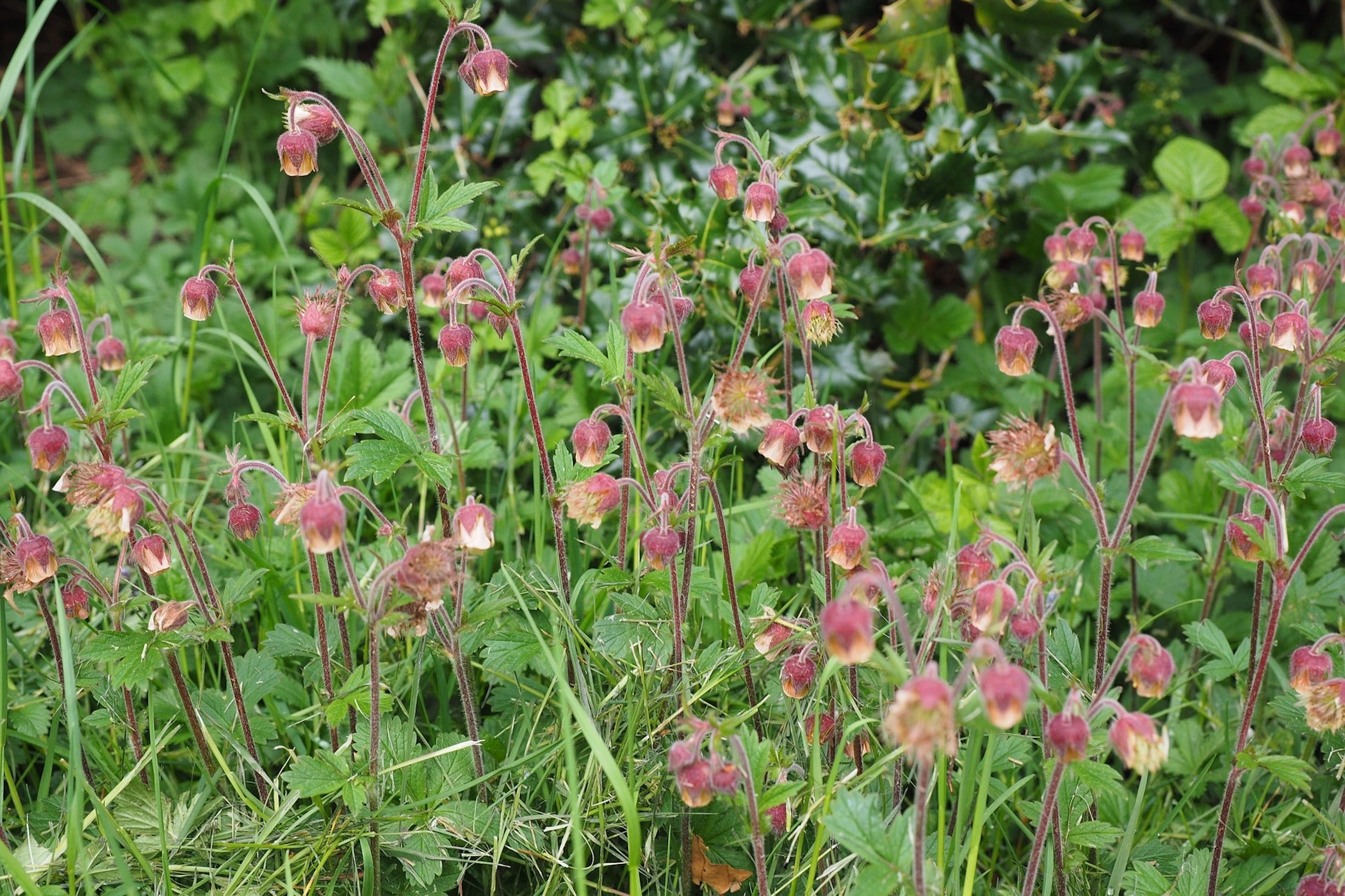 Geum rivale – Ballyrobert Gardens