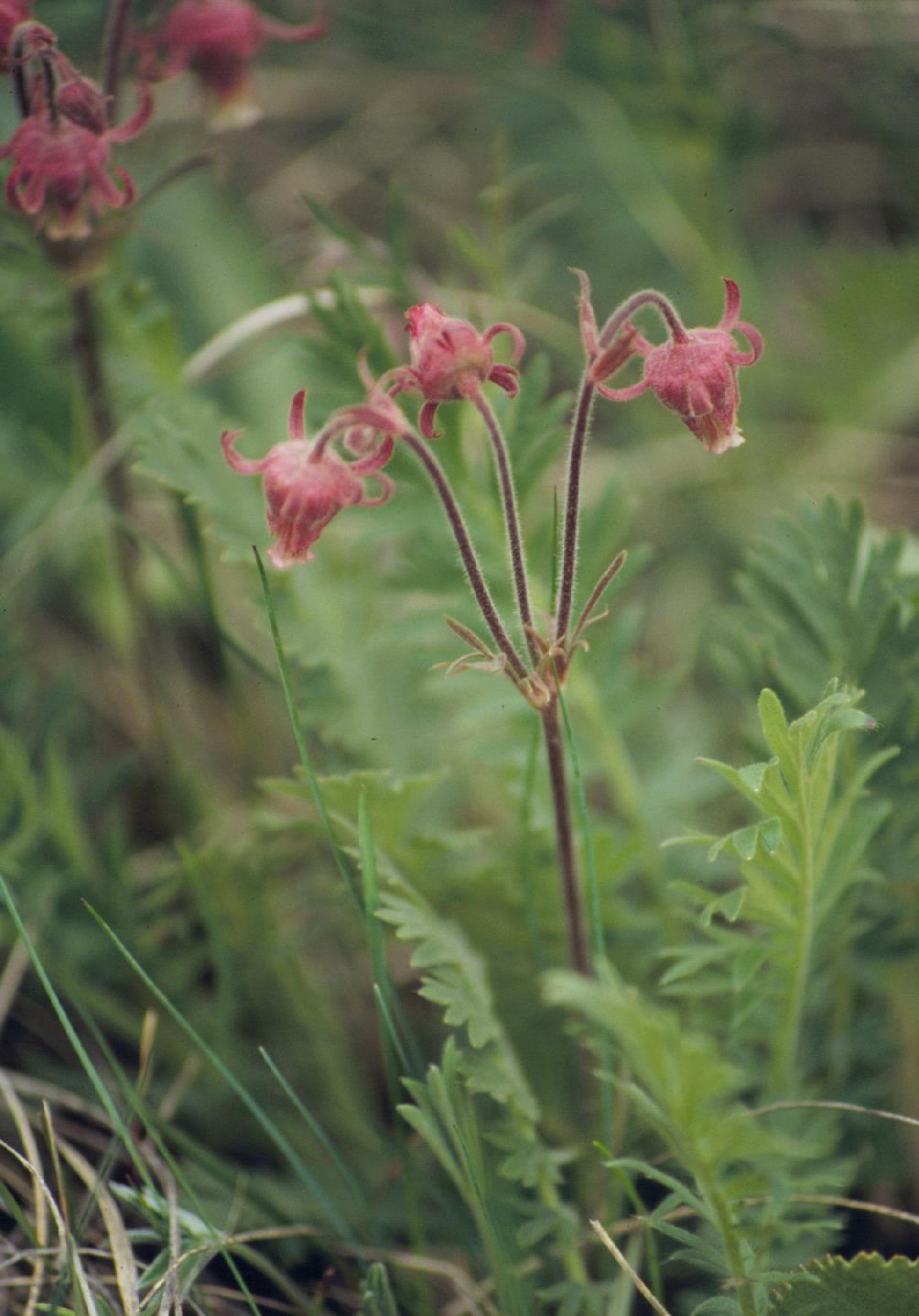 Geum triflorum Ballyrobert Gardens