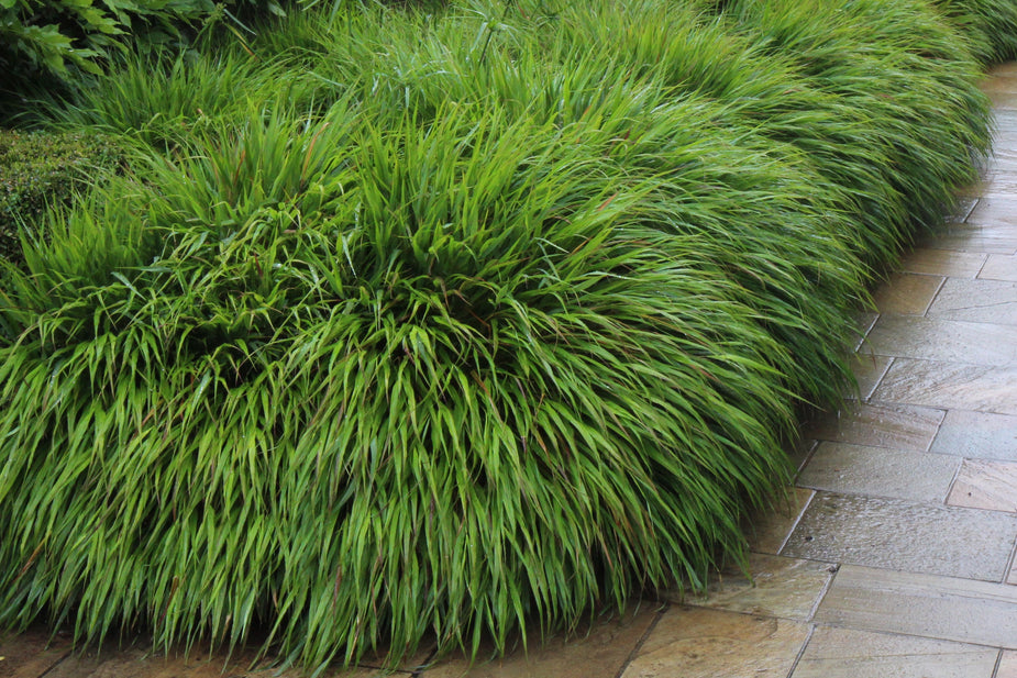 plants-beginning-with-h-ballyrobert-gardens