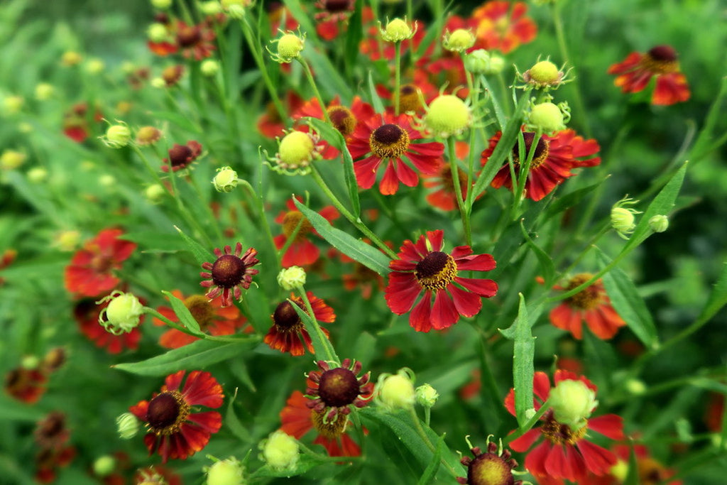 Helenium 'Rubinzwerg' – Ballyrobert Gardens