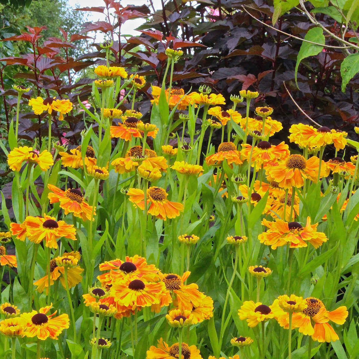 Helenium 'Sahin's Early Flowerer' – Ballyrobert Gardens
