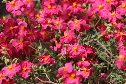 Helianthemum 'Ben Hope'