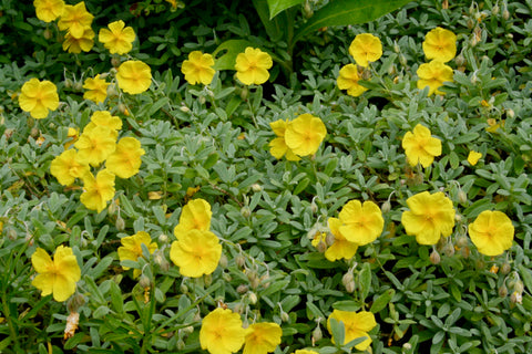 Helianthemum 'Wisley Primrose'