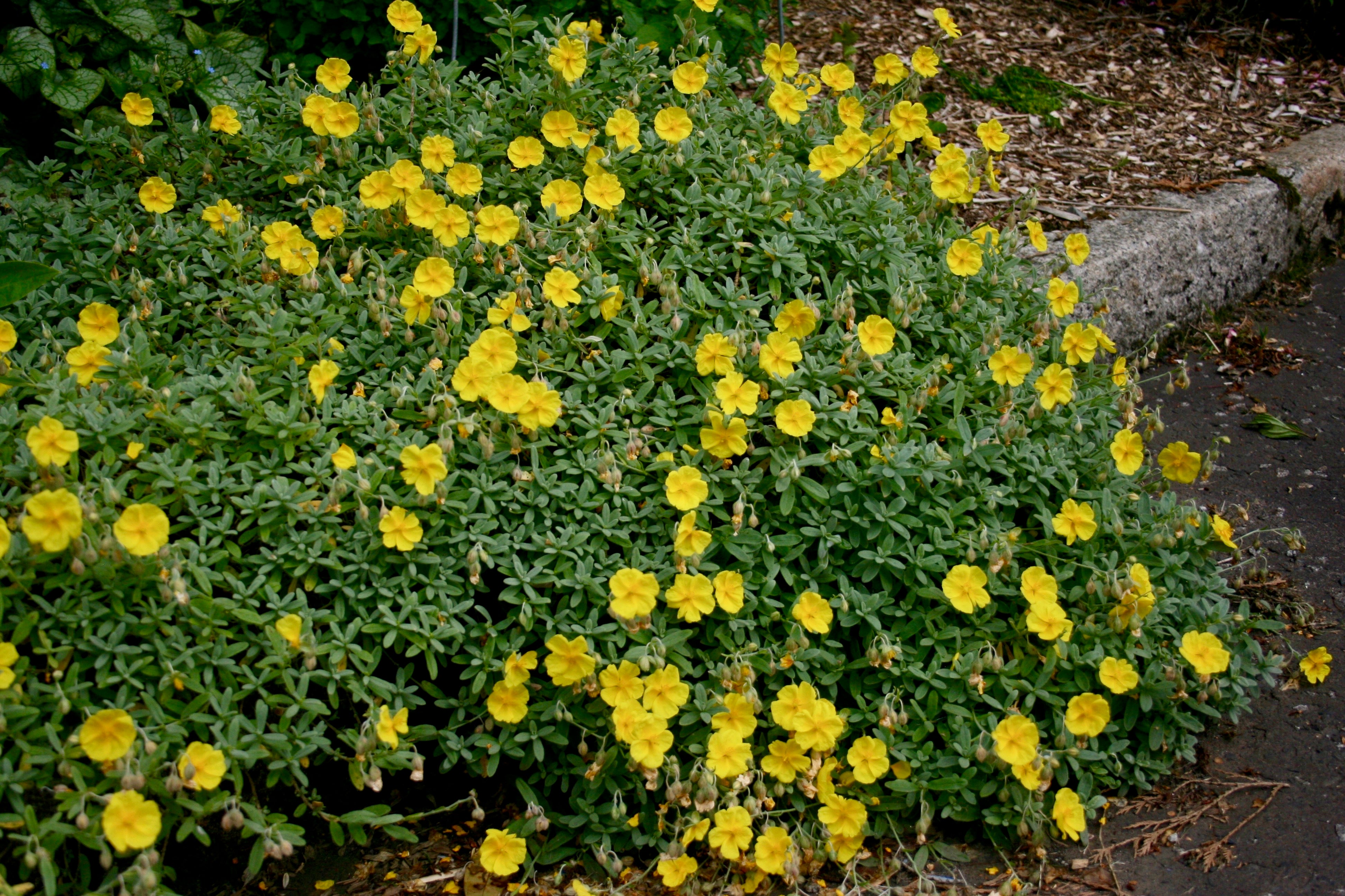 Helianthemum 'Wisley Primrose' Ballyrobert Gardens