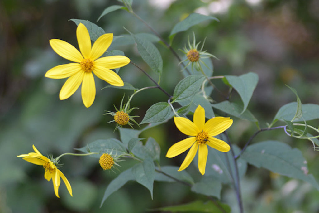 Helianthus decapetalus Ballyrobert Gardens
