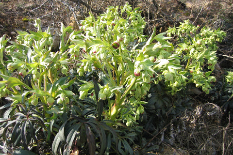 Helleborus foetidus