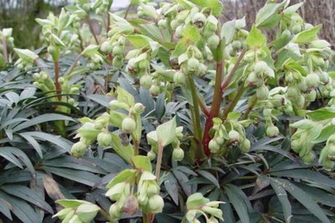 Helleborus foetidus Wester Flisk Group