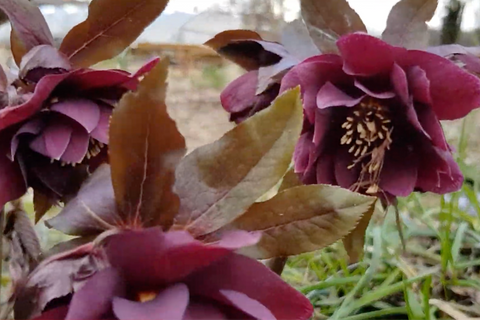 Helleborus x hybridus 'Double Ellen Purple' (d)