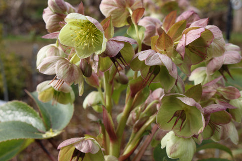 Helleborus x sternii 'Boughton Beauty'