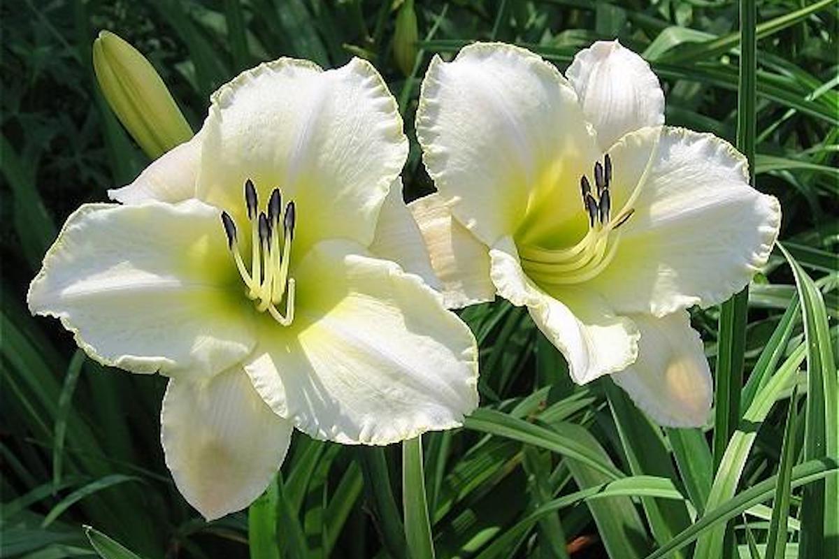 Лилейник гибридный — Первое цветение