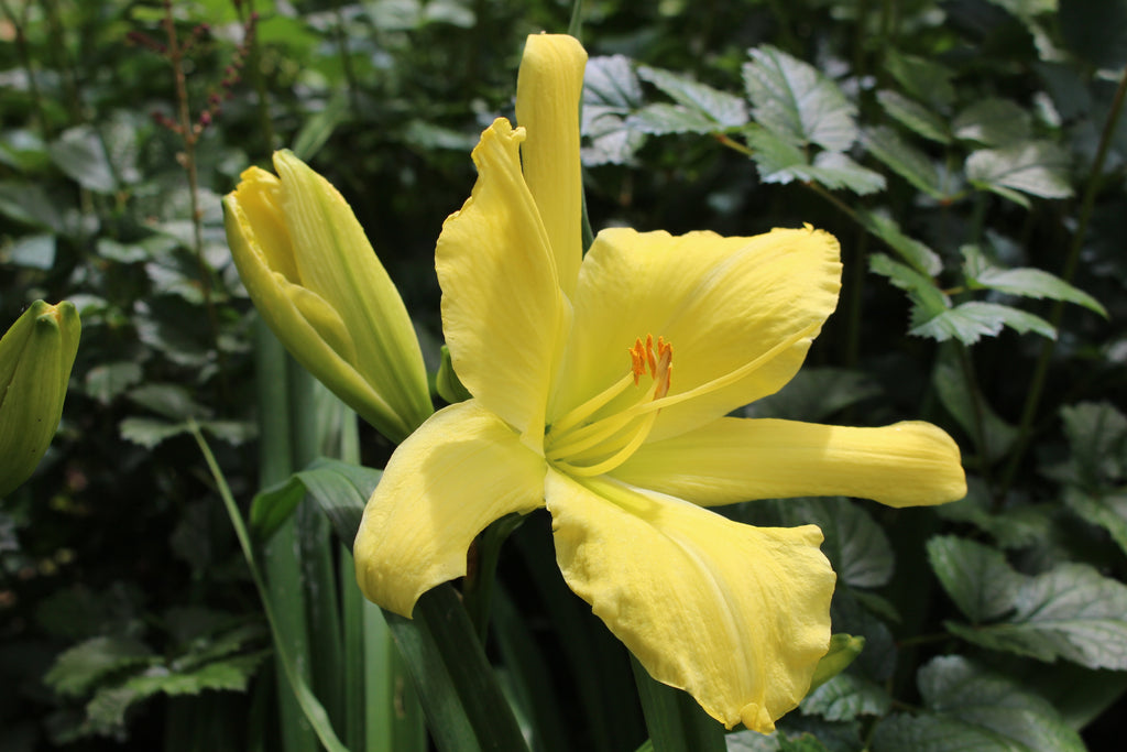 Hemerocallis 'Big Bird' Ballyrobert Gardens