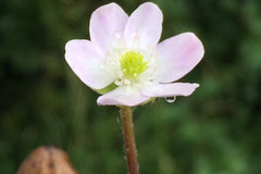 Hepatica 'Forest Pink' (Forest Series)