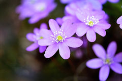Hepatica 'Forest Purple' (Forest Series)