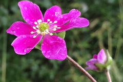 Hepatica 'Forest Red' (Forest Series)