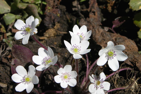 Hepatica 'Forest White' (Forest Series)