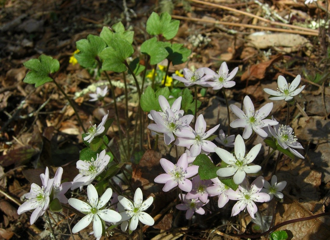 Hepatica acutiloba – Ballyrobert Gardens