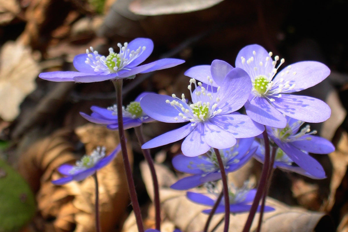 Hepatica nobilis – Ballyrobert Gardens