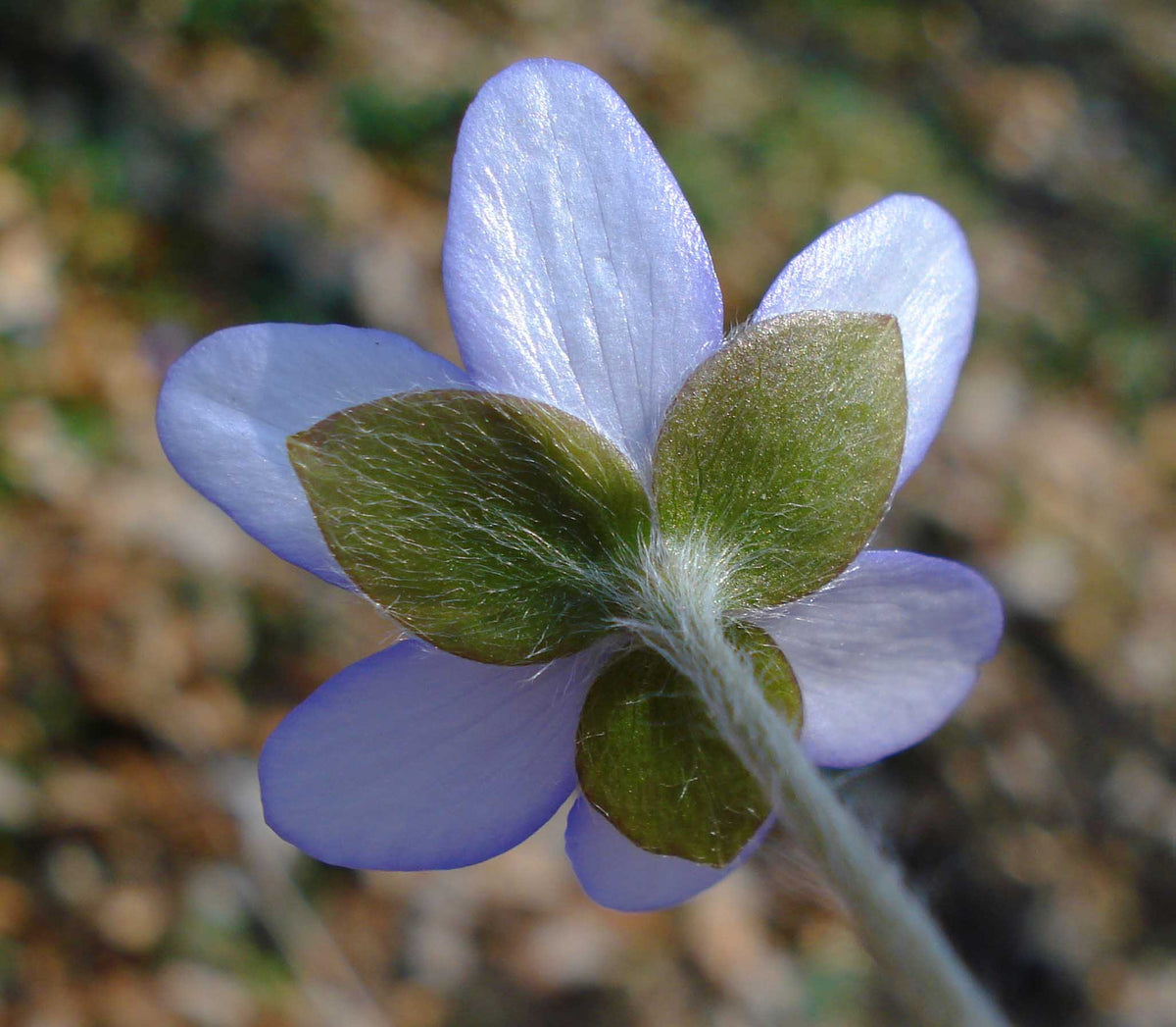 Hepatica nobilis – Ballyrobert Gardens