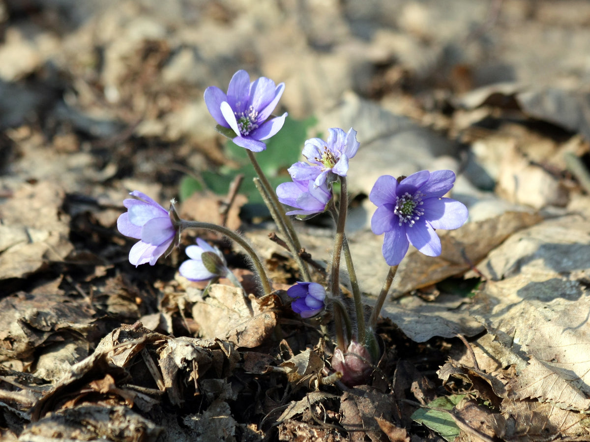 Hepatica nobilis – Ballyrobert Gardens
