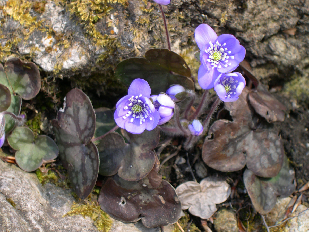 Hepatica nobilis – Ballyrobert Gardens
