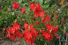 Hesperantha coccinea 'Red Dragon'
