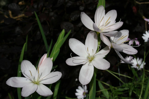 Hesperantha coccinea 'Wilfred H. Bryant'