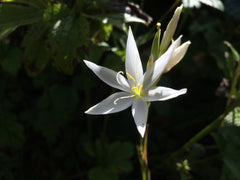 Hesperantha coccinea f. alba