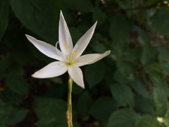 Hesperantha coccinea f. alba