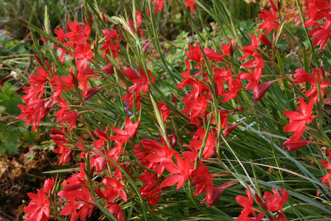 Hesperantha coccinea 'Cindy Towe'