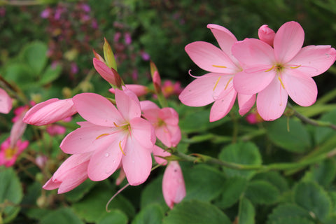 Hesperantha coccinea 'Jennifer'