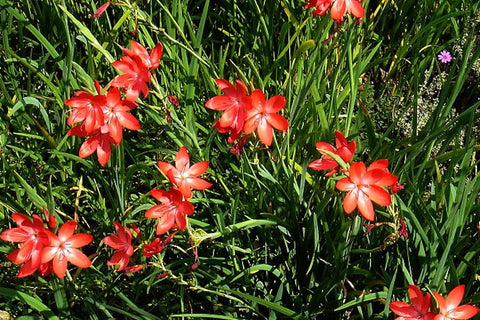 Hesperantha coccinea 'Major'