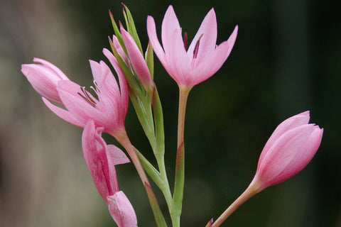 Hesperantha coccinea 'Mrs Hegarty'