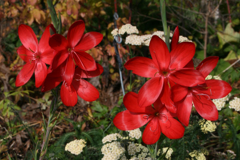 Hesperantha coccinea 'Red Dragon'