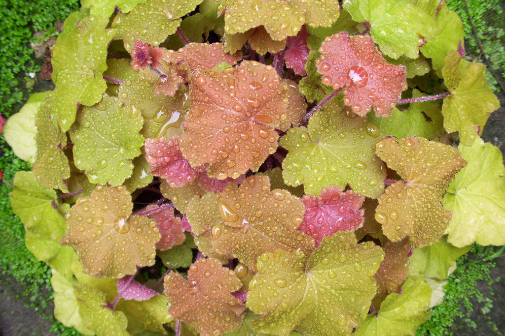 Heuchera caramel new arrivals