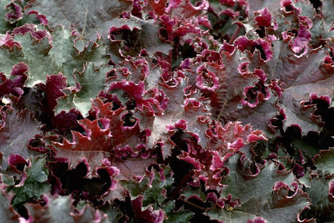 Heuchera 'Chocolate Ruffles'