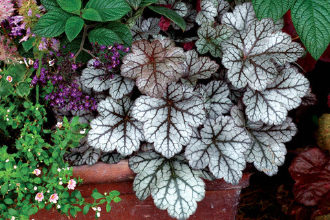 Heuchera 'Glitter'