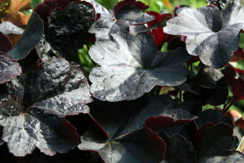 Heuchera 'Obsidian' 