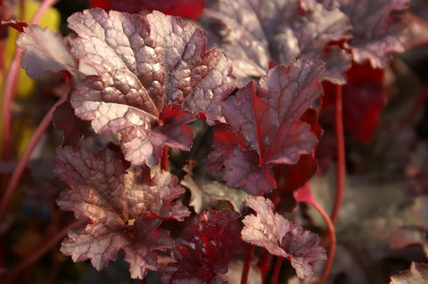 Heuchera 'Plum Pudding'