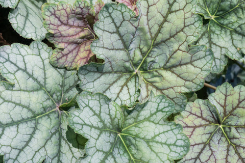 Heuchera 'Venus'