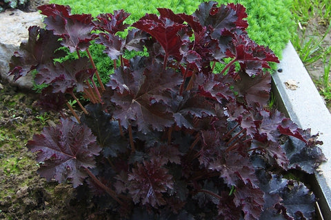 Heuchera villosa 'Palace Purple