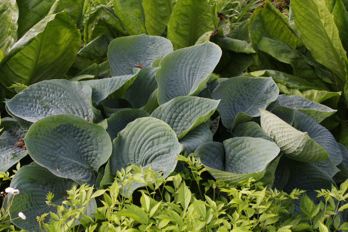Hosta 'Blue Angel' (sieboldiana) – Ballyrobert Gardens