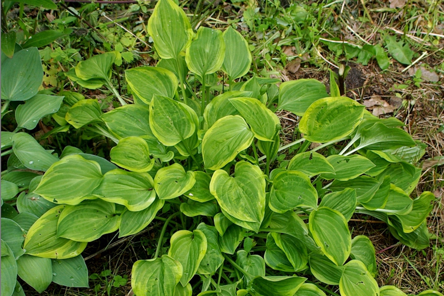 Hosta 'Golden Tiara' (v) – Ballyrobert Gardens